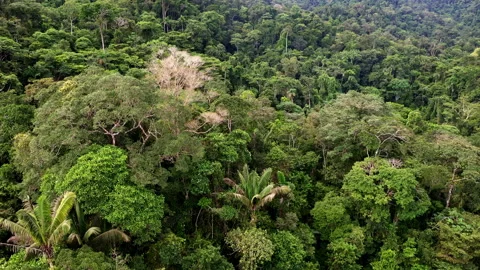 A large tree without leaves can be distinguished in the tree canopy Video stock 196718363