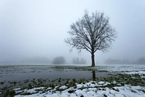 Large tree without leaves in a field with melting snow, foggy day in Nowiny.. Stock Photos
