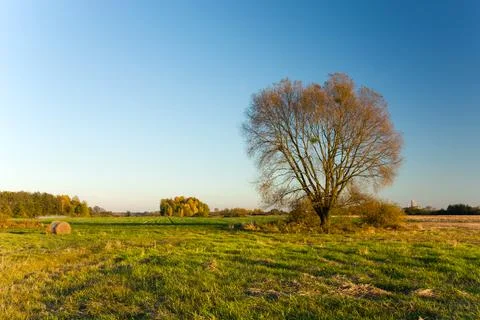Large tree without leaves growing in the meadow Stock Photos