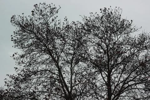 A large tree without leaves Stock-Fotos