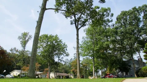 Large tree in yard tilt to top 스톡 동영상 92100938