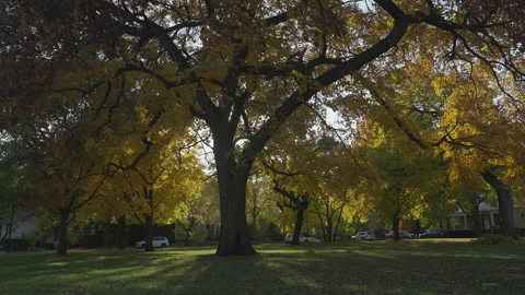 Large Tree with Yellow Fall Leaves Stock Footage 220695618