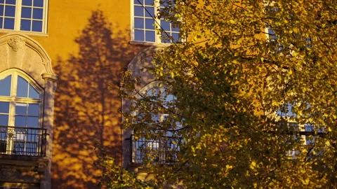 Large tree with yellow leafs next to a yellow building during fall. Version 5 Stock Footage 290876577