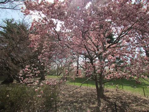 Large tree with Ype flowers Stock Photos