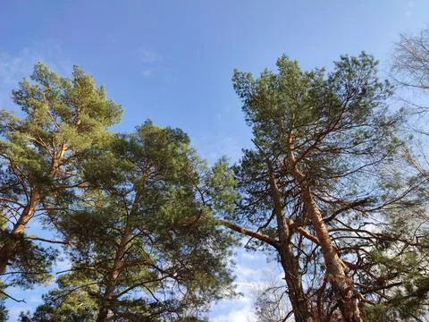 Large trees against blue sky Stock Photos