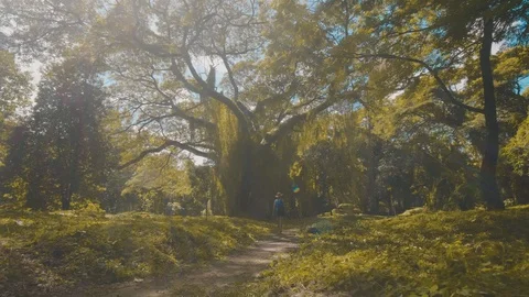 Large trees and dense foliage in Havana forest Cuba Stock Footage 88764033