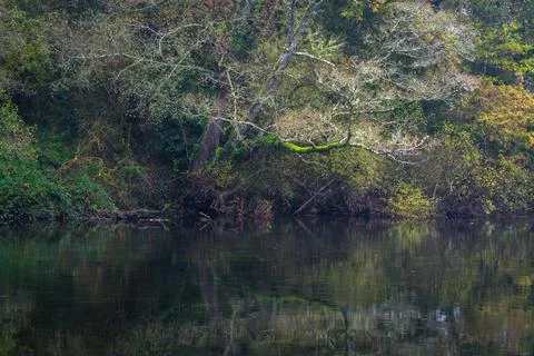 Large trees and impenetrable vegetation are reflected in the calm waters of t Stock Photos
