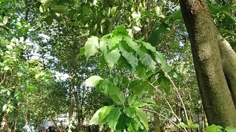 Large trees and the leaves beneath them sway Stock Footage 226729776