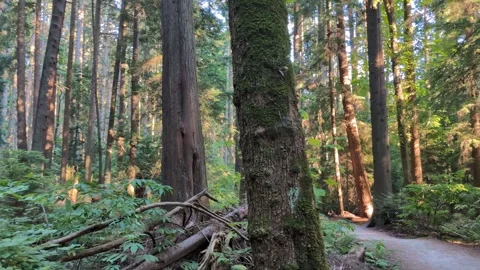 Large trees in a Canadian forest, trail in Pacific Northwest pan right Stock Footage 344018321