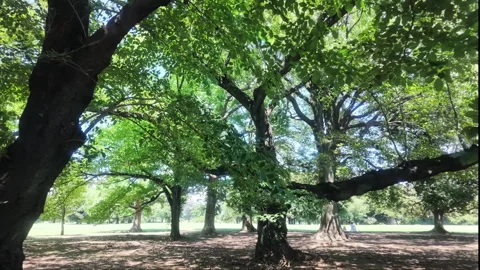 Large Trees Canopy in Urban Park on Sunny Day Stock-Footage 341786953