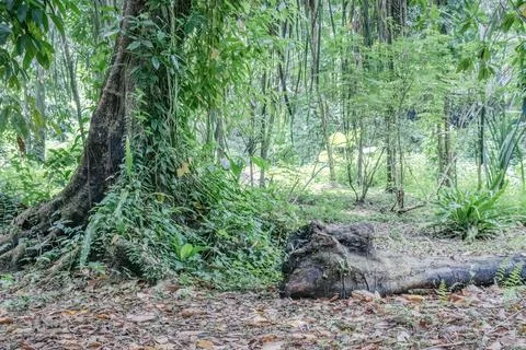Large Trees Covered with Moss and Vines in a Tropical Forest Stock Photos