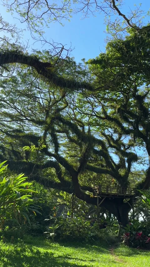 Large trees covered with moss in Magic Forest on Java island, Indonesia. Vídeos de archivo 335073582