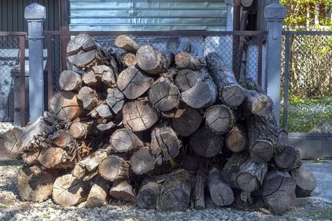 Large trees cut into pieces Foto stock