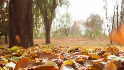 Large trees fall their leaves in the park Vídeo Stock 228708529