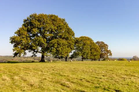 Large trees in a field with sheep Stock Photos