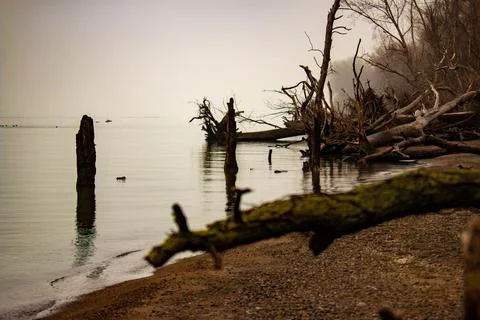 Large trees that have fallen over on point pelee beach Foto stock