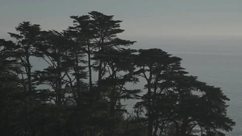 Large trees on hill with ocean background, San Francisco Stock Footage 333194062