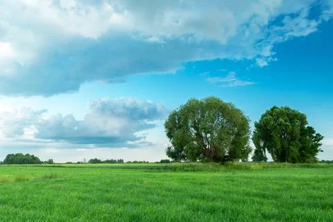 Large trees on a meadow and clouds on the sky Stock Photos