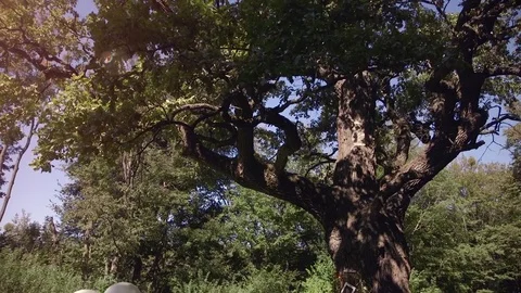 Large trees with natural sunlight and wind Vídeos de archivo 71220864
