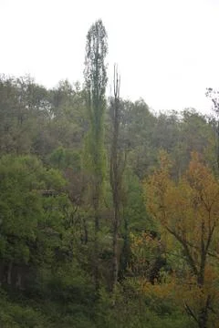 Large trees Stock Photos