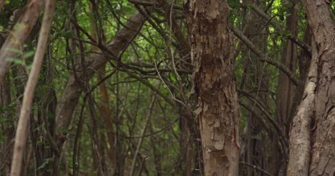 Large trees in rain-forest, Costa Rica. Red Digital cinema.  Stock Footage 82459210