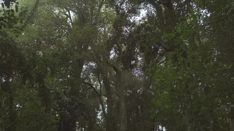 Large trees in a rainforest in Chile, low angle view. Camera moves softly. Vídeos de archivo 248330562