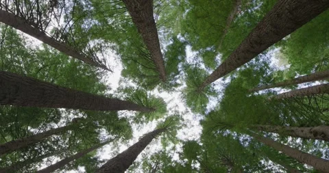 Large Trees (Sequoia Sempervirens) Forest Stock Footage 330632277