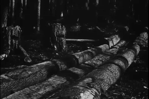 Large trees sliding from long chutes - 1900 Stock Footage 98149655