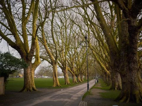 Large trees surrounding a walking path 库存照片