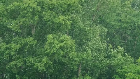 Large trees under heavy rain Stock Footage 132727199