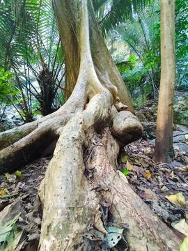 Large trees in the valley,  forest in Uthai Thani Province, Thailand Stock Photos