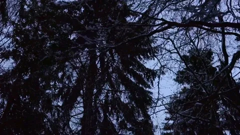Large trees in a winter forest Stock Footage 212338514