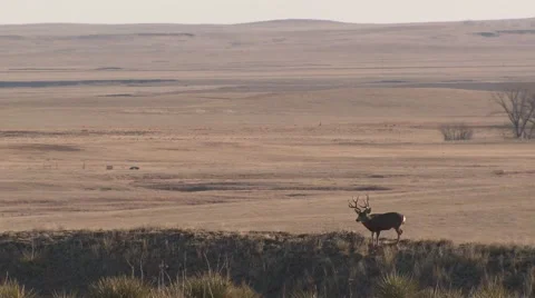 Large Trophy Mule Deer Buck Badlands and Great Plains Grassland in Fall Stock Footage 43154211