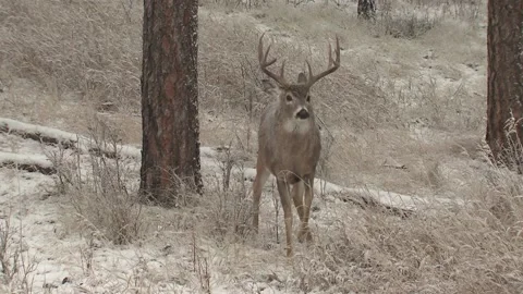 Large Trophy White-tailed Deer Buck Male Alarmed Frightened Running Fleeing Stock Footage 133963658