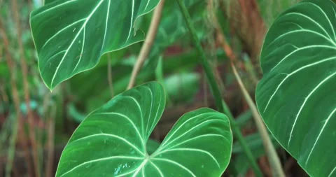 Large Tropical Anthurium Leaf with Distinct White Veins Stock Footage 337434485