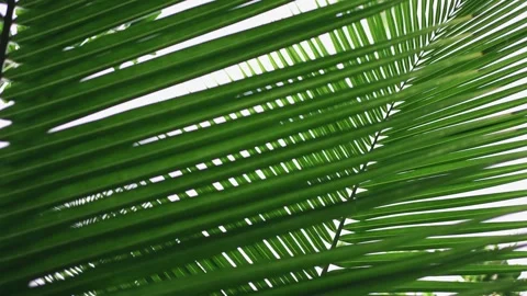 A large tropical branch of a palm tree sways in the wind close-up. Stock Footage 146706962