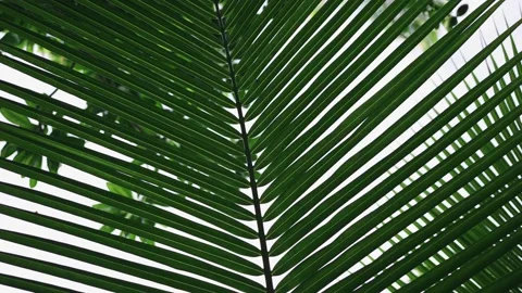 A large tropical branch of a palm tree sways in the wind close-up. Stock Footage 146706965