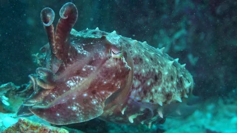 A large tropical cuttlefish hovers over a wreck Stock Footage 72450859