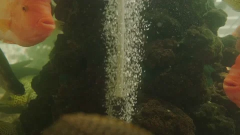 Large tropical fish Stock Footage 160342446