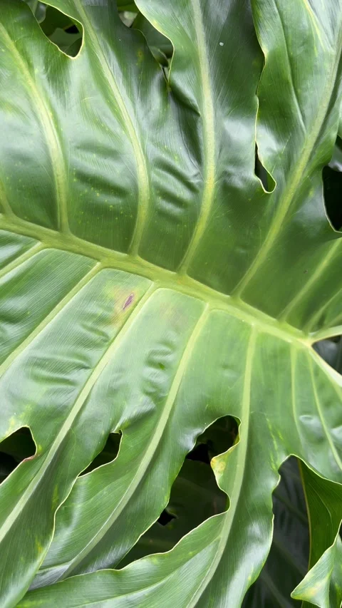 Large Tropical Green Leaf with Natural Veins and Textured Surface Stock Footage 341085642
