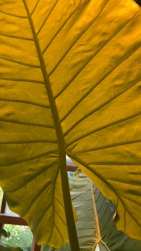 Large tropical leaf with sunlight creating vibrant yellow and green pattern.. Stock Footage 320897460
