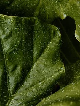 Large Tropical Leaf Tip with Rain Droplets, Detailed Green Botanical Nature.. Stock Photos