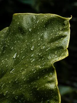 Large Tropical Leaf Tip with Rain Droplets, Detailed Green Botanical Nature.. Stock Photos