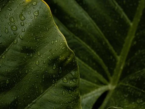 Large Tropical Leaf Tip with Rain Droplets, Detailed Green Botanical Nature.. Stock Photos
