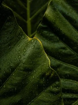 Large Tropical Leaf Tip with Rain Droplets, Detailed Green Botanical Nature.. Stock Photos