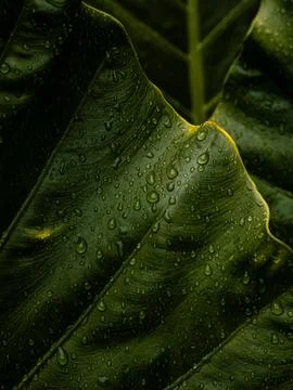 Large Tropical Leaf Tip with Rain Droplets, Detailed Green Botanical Nature.. Stock Photos