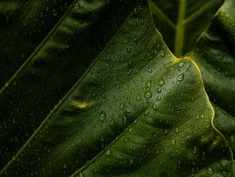 Large Tropical Leaf Tip with Rain Droplets, Detailed Green Botanical Nature.. Foto stock