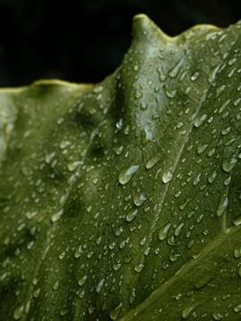 Large Tropical Leaf Tip with Rain Droplets, Detailed Green Botanical Nature.. Stock Photos
