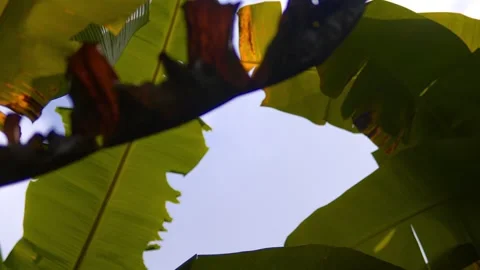 Large tropical leaves and tree branches sway gently in the wind beneath an open Stock Footage 344486938