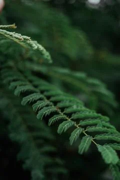 Large tropical leaves close-up pattern Stock Photos